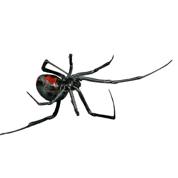 What Are the Symptoms of a Black Widow Spider Bite?