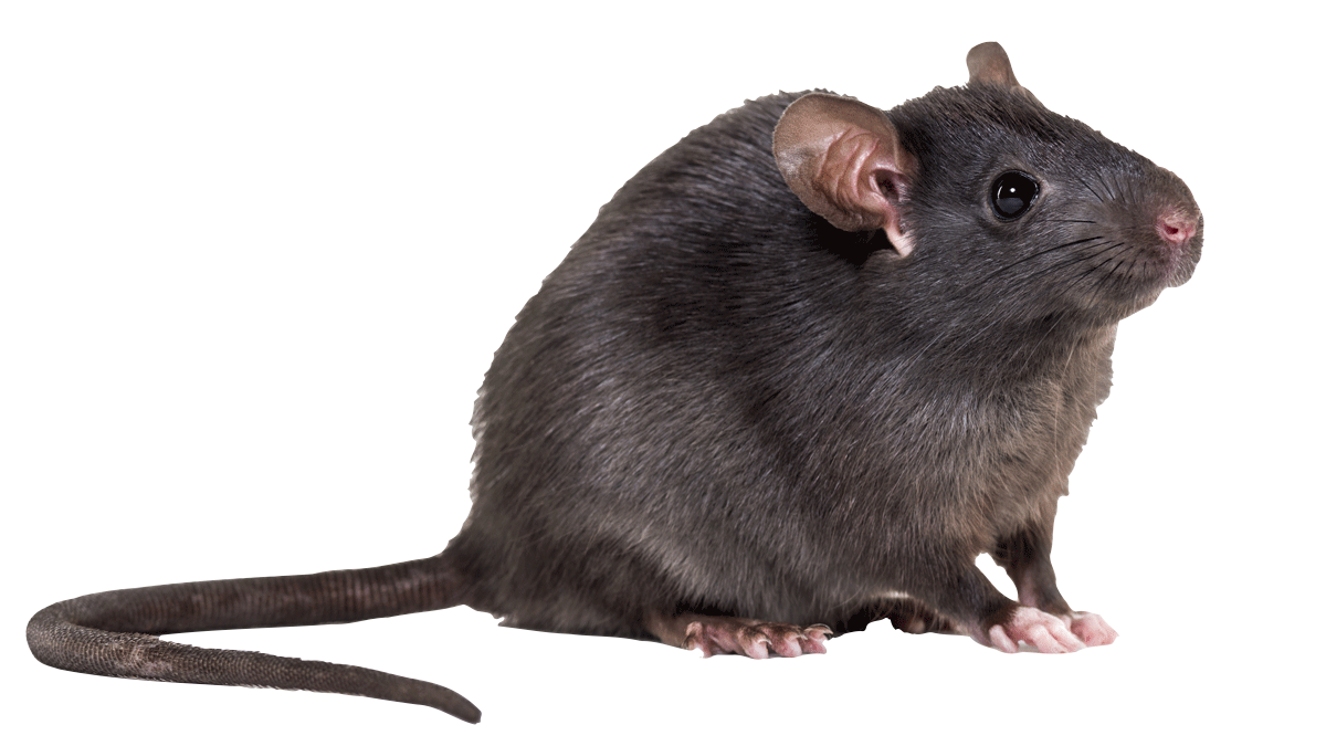 Do You Still Need Pest Control in the Wintertime?1