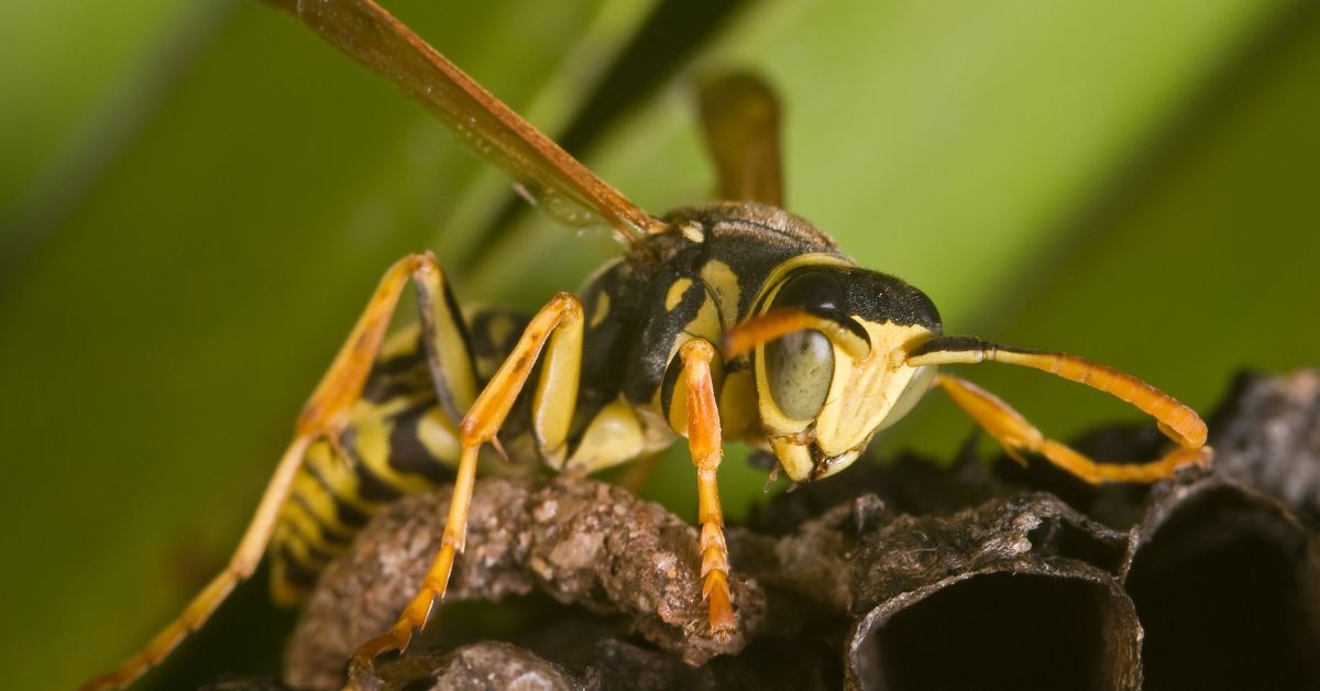 Do Yellow Jackets Live in the Ground?
