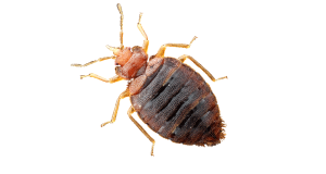 How do I get rid of bed bugs?