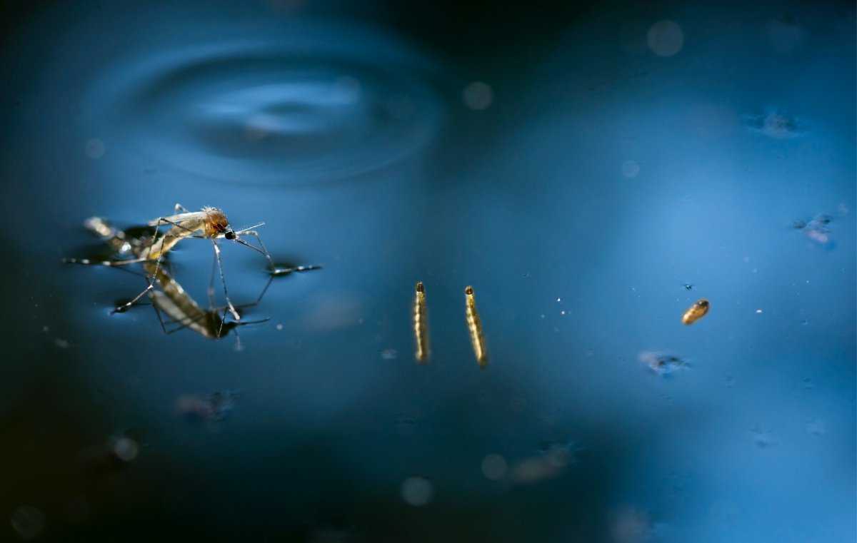 Identifying Stages of A Mosquito Life Cycle Helps Homeowners
