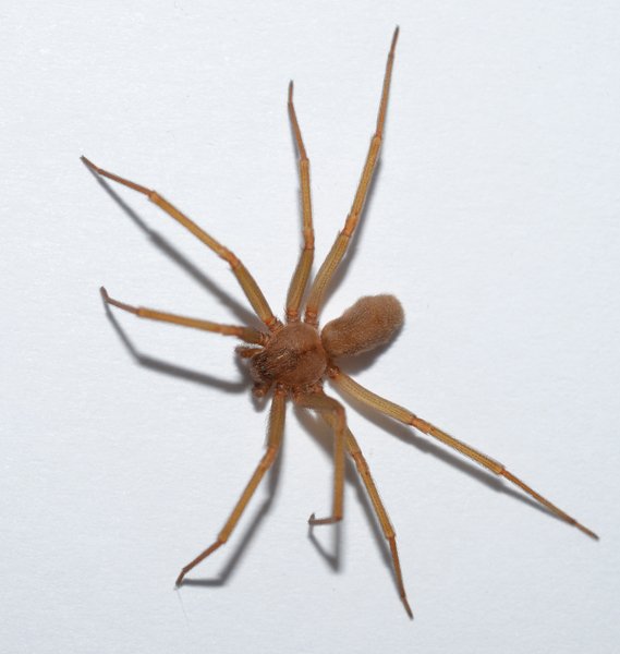 Missouri Homeowners Guide: How to Identify Brown Recluse Spiders
