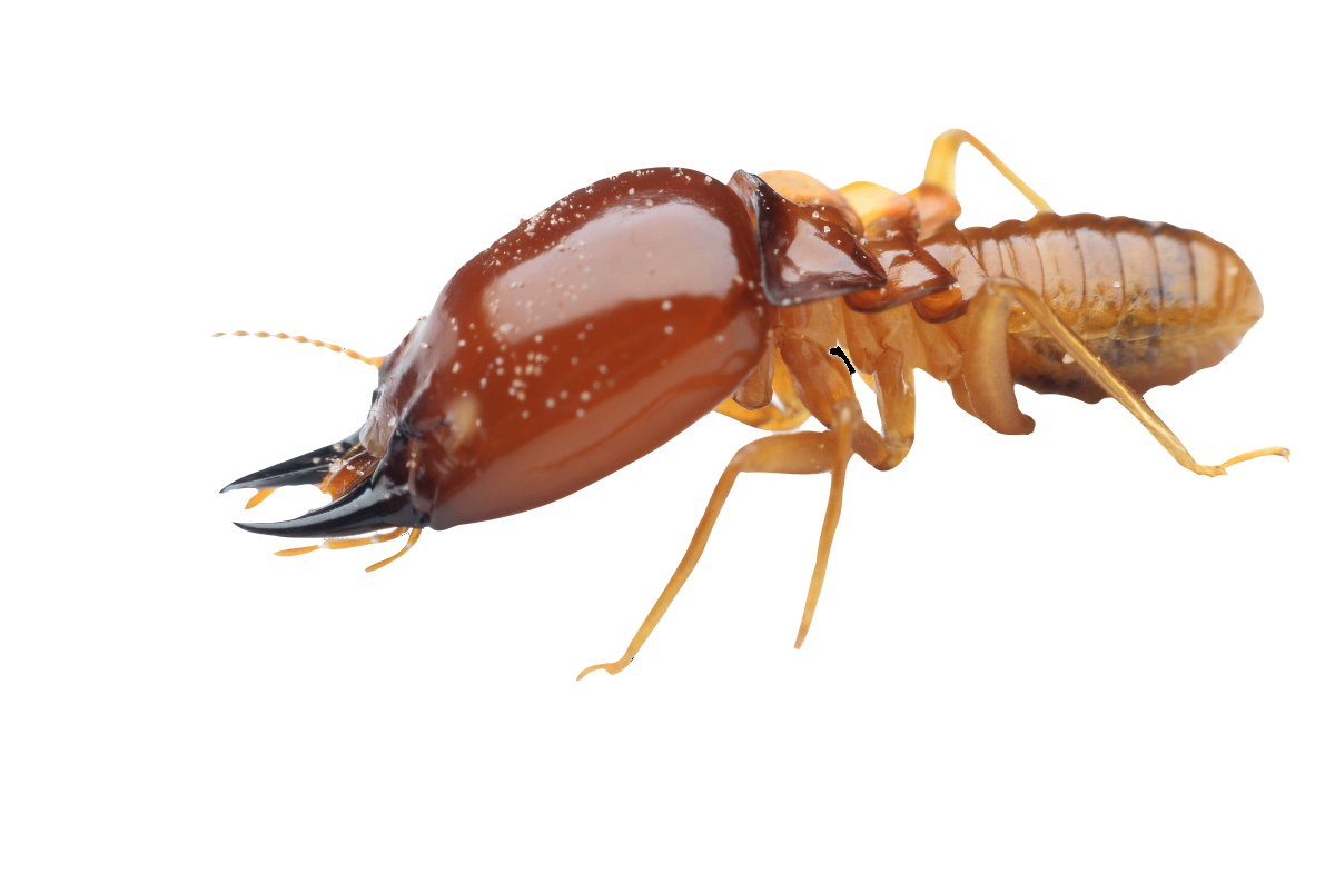 Are Termites a Concern in Southeast Kansas?
