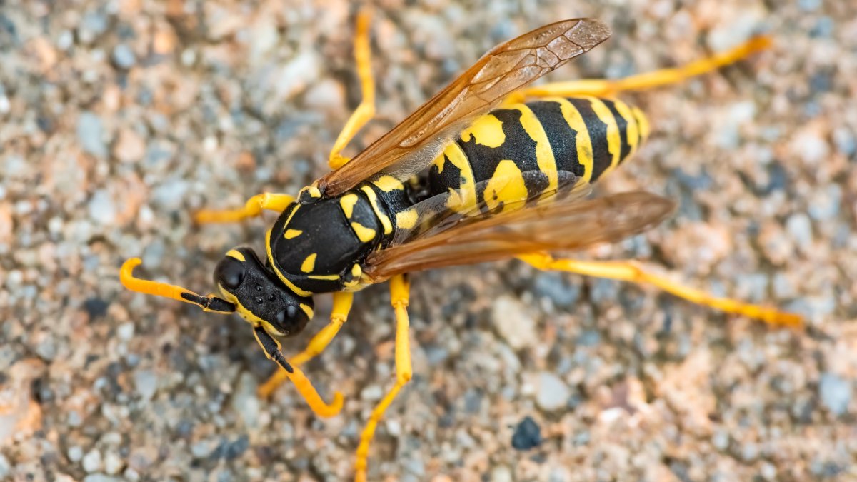 What Is the Difference Between Wasps and Hornets?
