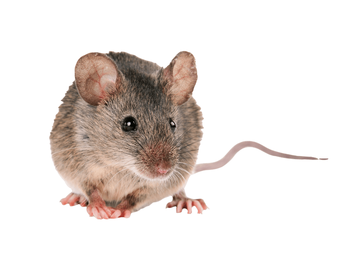 Keeping Mice Out of Your Home: Common Questions Answered