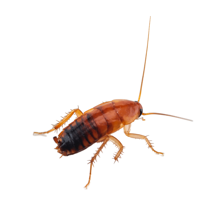 Quick Answers: What Do Cockroaches Eat?