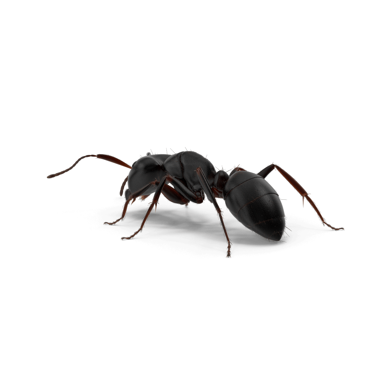 How to Deal with the Nuisance of Household Ants
